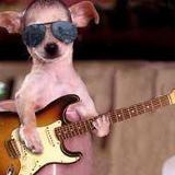 Avatar de CHUSOGUITAR